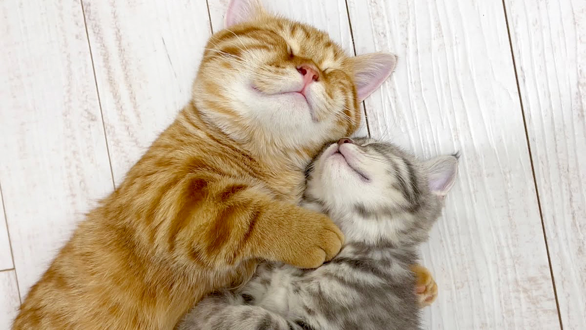 弟を腕枕する兄猫
