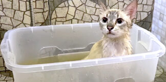 湯船に入る猫