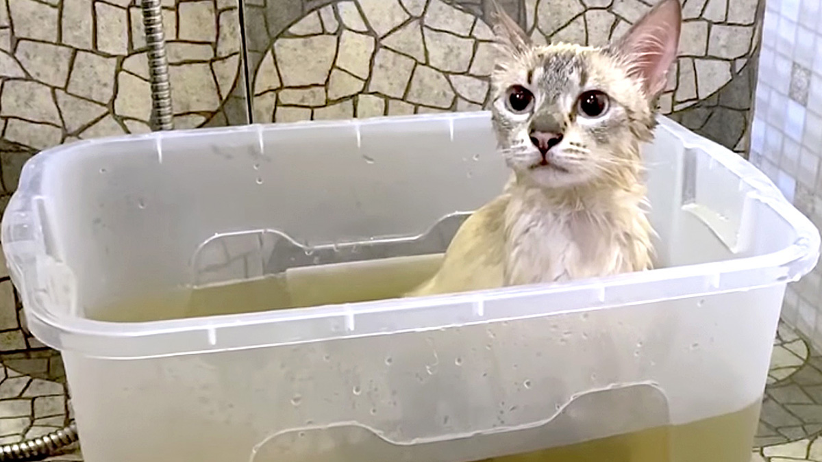 湯船に入る猫