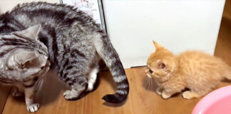 先住猫のことが大好きな子猫