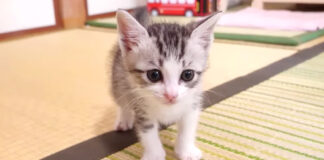 見つめる子猫