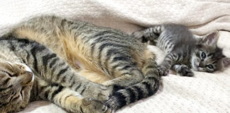 寄り添う子猫