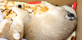 予想外の場所で眠る子猫