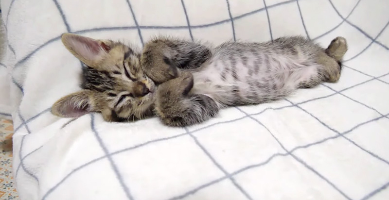 眠たそうな子猫
