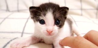 ミルクが飲みたい子猫