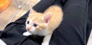 甘える子猫