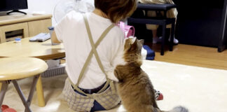 ご飯の合図をする猫