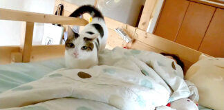 お姉ちゃんを起こしに来た猫