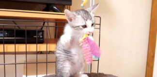 遊ぶ子猫