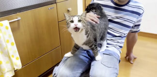 返事する猫