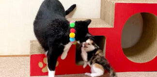 先住猫にビビる子猫