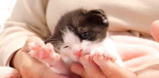 甘える子猫