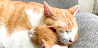 子猫を抱きしめる先住猫
