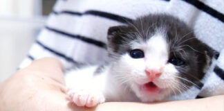 抱っこされる子猫