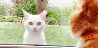 窓越しに出会った猫達