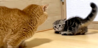 先住猫と新入り子猫の初対面