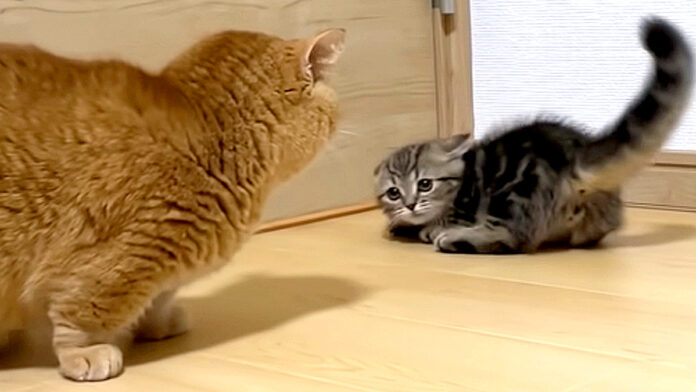 先住猫と新入り子猫の初対面