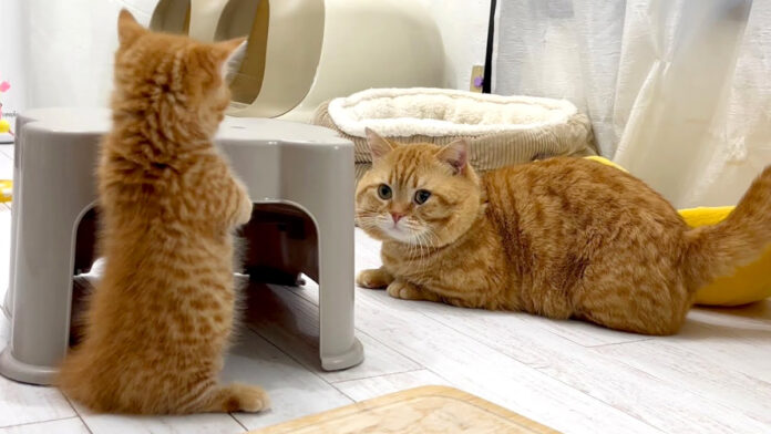 遊ぶ子猫と父猫