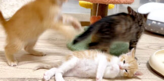 遊ぶ子猫達