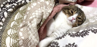 布団で眠る子猫