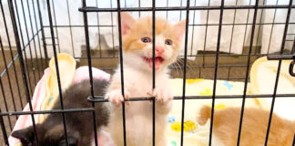 ご飯が食べたい子猫