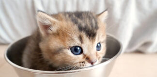成長中の子猫
