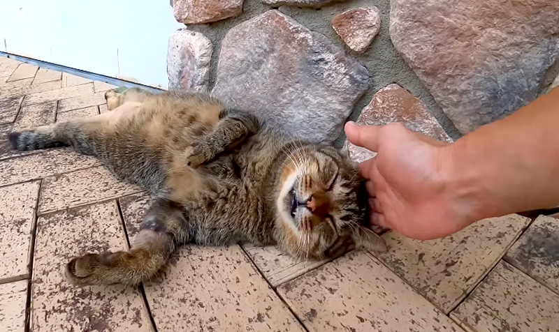 撫でられる猫