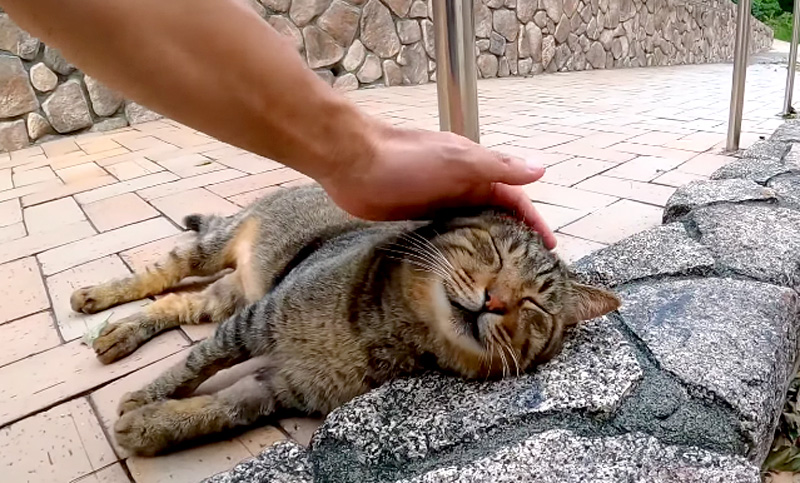 撫でられる猫