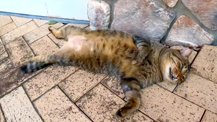 ヘソ天姿の猫
