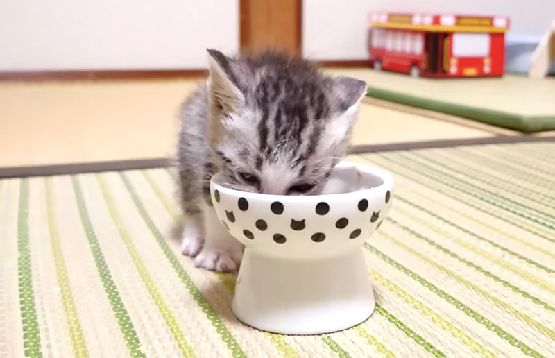 離乳食を食べる子猫