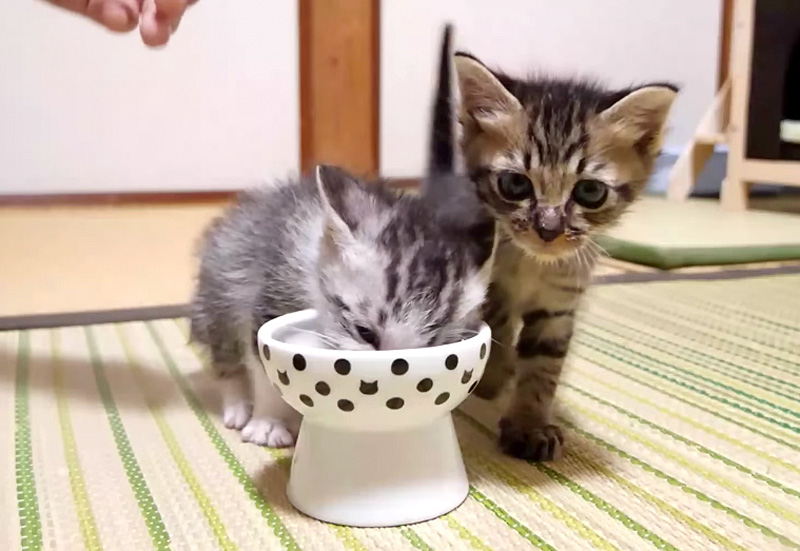 離乳食を食べる子猫