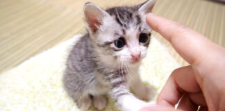 離乳食が食べたい子猫