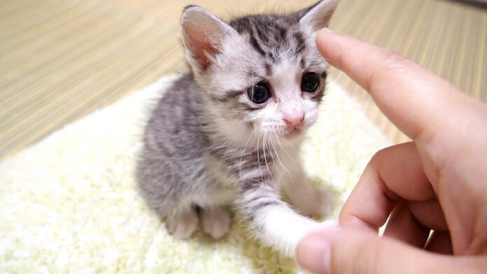 離乳食が食べたい子猫