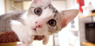 見つめる子猫