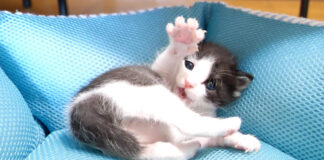 手をあげる子猫