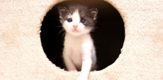 ひとり部屋から出てくる子猫