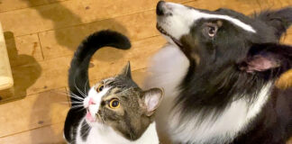 猫と犬