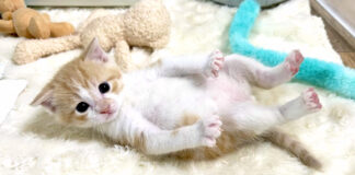 転がる子猫
