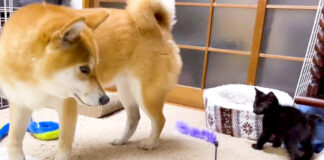 子猫を見守る柴犬