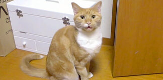 言葉を理解している猫