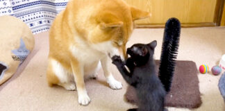 柴犬と子猫