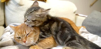 先住猫と新入り子猫