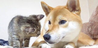 柴犬と子猫
