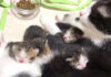 生後2日目の子猫達の授乳シーンが可愛くて、何度も胸がキュンとする ( *´艸`)♡ ミルクを飲む子猫達