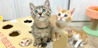 モグラ叩きが大好きになった子猫達