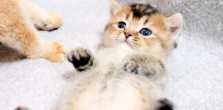 両親に愛される子猫