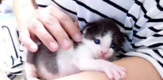 抱きつく子猫