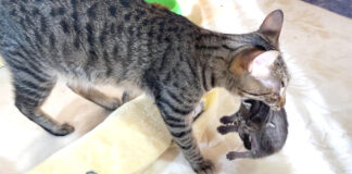 引っ越しする母猫