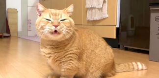 鳴く猫