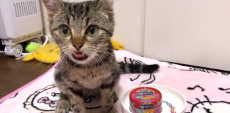 涙を流しながらご飯を食べる子猫